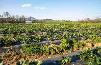 農(nóng)林局農(nóng)業(yè)會議上講話